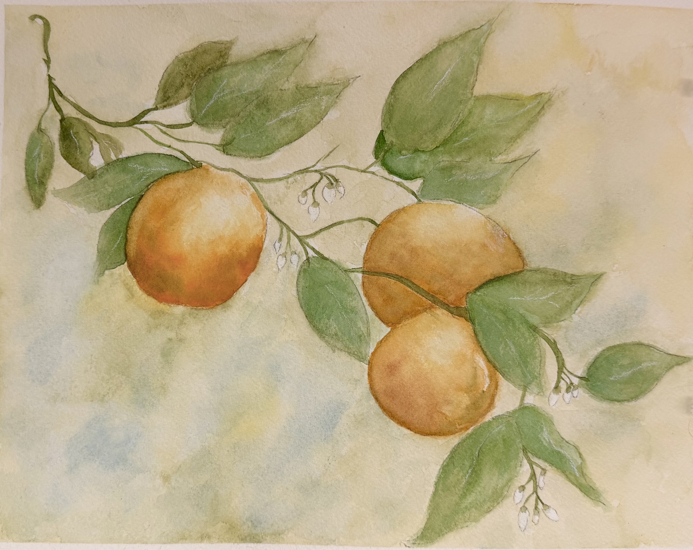 Watercolor painting of oranges and leaves on a branch.